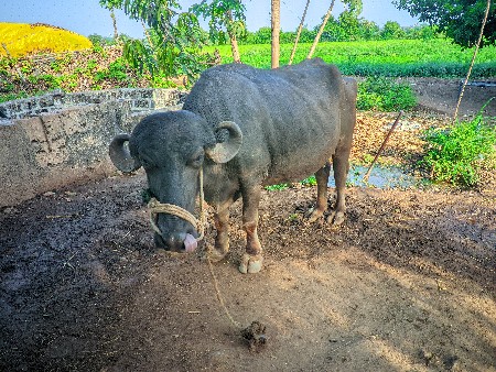 પેલા વેતર ની ખડેલી