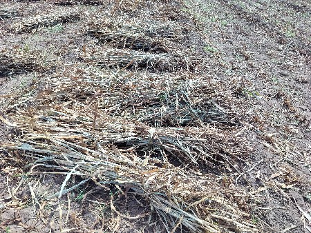 બાજરા ના પુરા