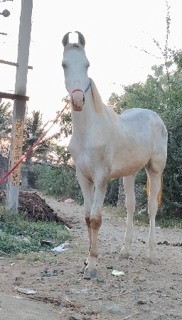 થંબનેલ 2