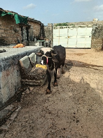 थंबनेल 3