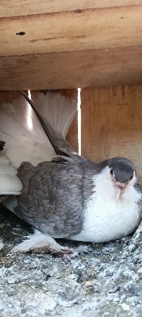 સિરાજી મદી વેચવાની છે