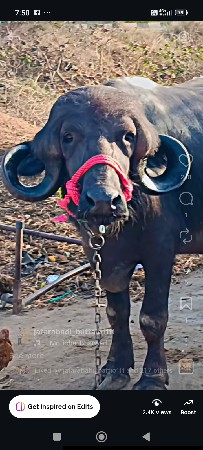 थंबनेल 2