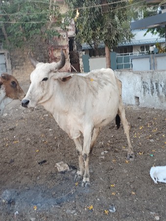 થંબનેલ 3