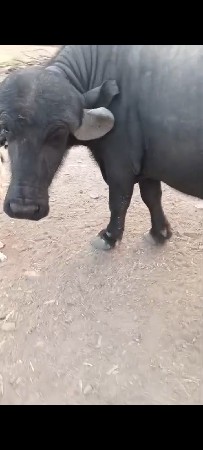 ખડલો પાડો વેચવાનો છે