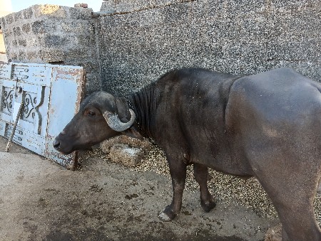 થંબનેલ 2