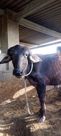 થંબનેલ 3