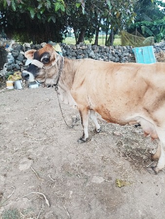 ગાય વેચવાની છે