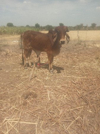 વાસડો વેચવા નો સે