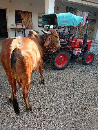 ગાય વેશવાની છે