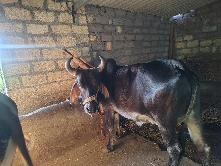 કાંકરેજ