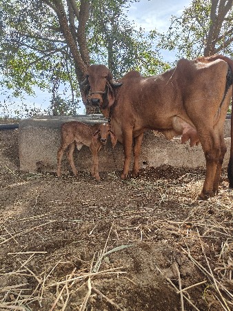ગીર મુંડી ગાય ૧ વેતર