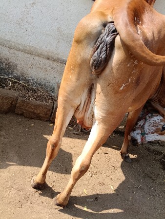 ગાય વેચવાન સે