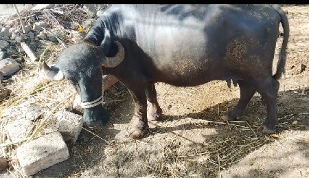 પેલું વેતર ભેંસ