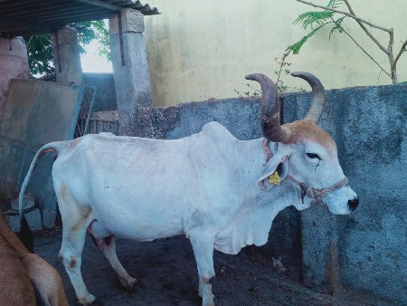 ગાય વેચવાની છે 4 વેતર છે