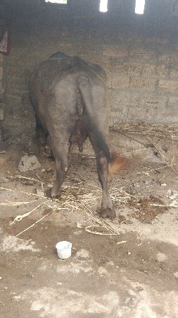 ભેંસ વેચવાની છે