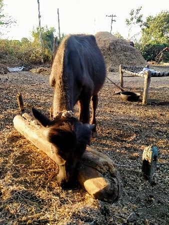 2 ‌‌પાઙા વેશવાનાશે