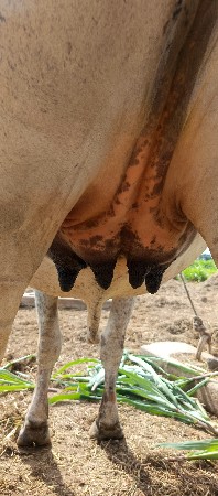 ગીર લીલડી વાછડી વેચવાનું છે