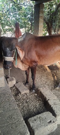 ગાય વેચવાની છે