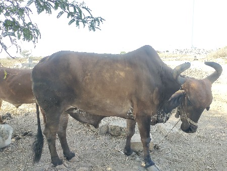 બળદ વેચવાના છે.