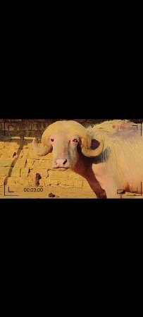 પાડો વેચવાનો છે