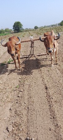 નથુ ભાઇ અપીયા લાલપુર જામનગર