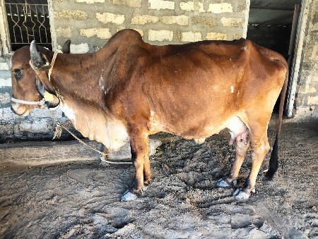 થંબનેલ 3