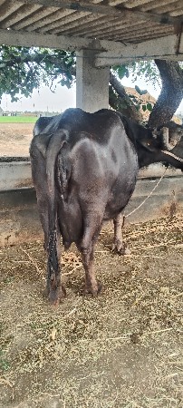 थंबनेल 3