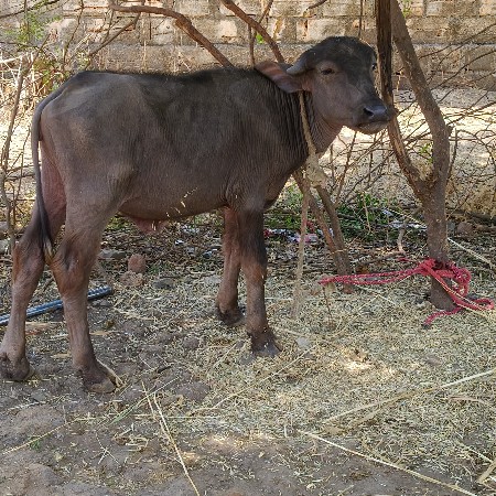 थंबनेल 3