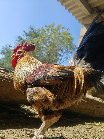 મુરઘા મરઘી વેચવાના છે એક સાથે