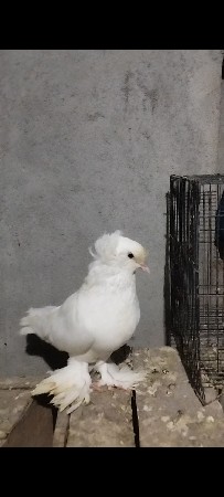 थंबनेल 3