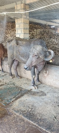 थंबनेल 2