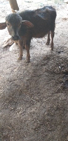 થંબનેલ 3