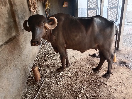 ભેસ વેચવાની છે