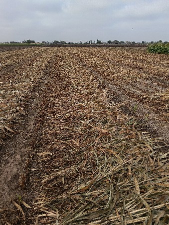 બાજરા ની સાર વેચવાની