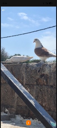 વેચવાનૂ છે