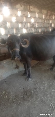 ભેસવેસવાનીછેબીજૂવેતરછે