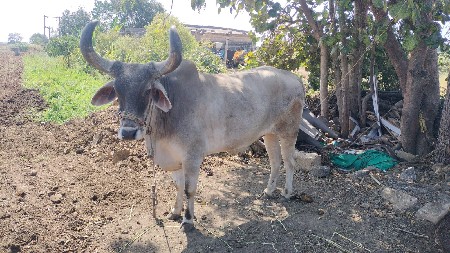 2 ધર બળદ વેચવાના છે