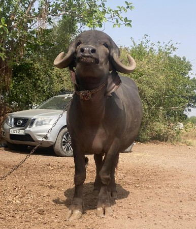 ૮ મહિના ની ગાભની છે