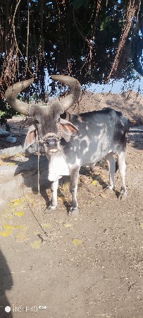 બળદ ની જોડ વેચવાની છે