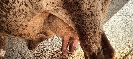 ગાય વેચવાની છે