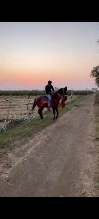 આ ઘોડી વેચવાની છે