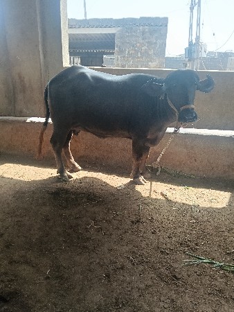 थंबनेल 4