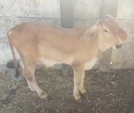 थंबनेल 3