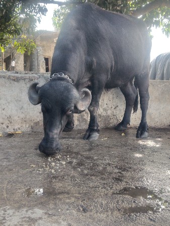 ભેંસ વેચવાની છે