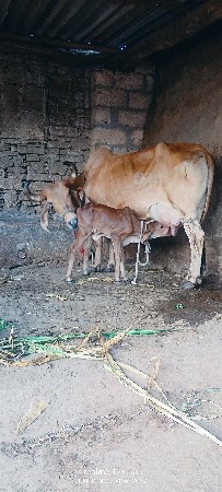 થંબનેલ 2