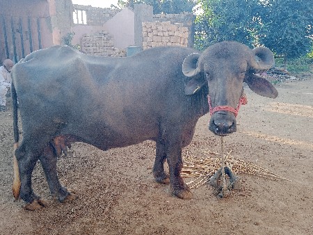ખડેલુ વેચવા નુ છે
