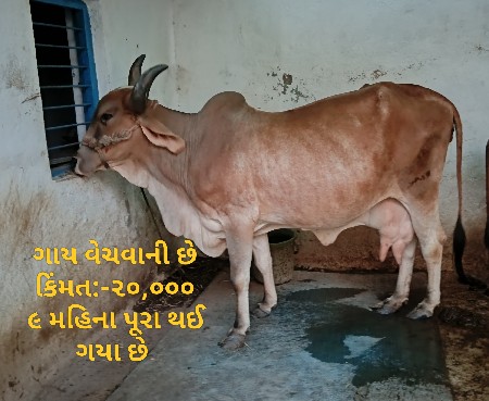 ગાય વેચવાની છે