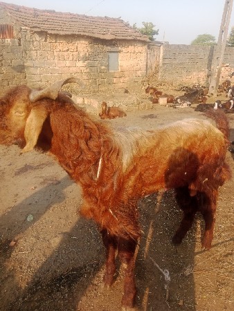 બે બોકડા વેચવાના છે ચાર ચાર વર્ષના