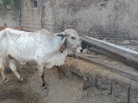 ગાયો વેચવાની છે બીજું વેટર