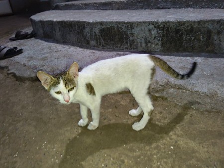 थंबनेल 2